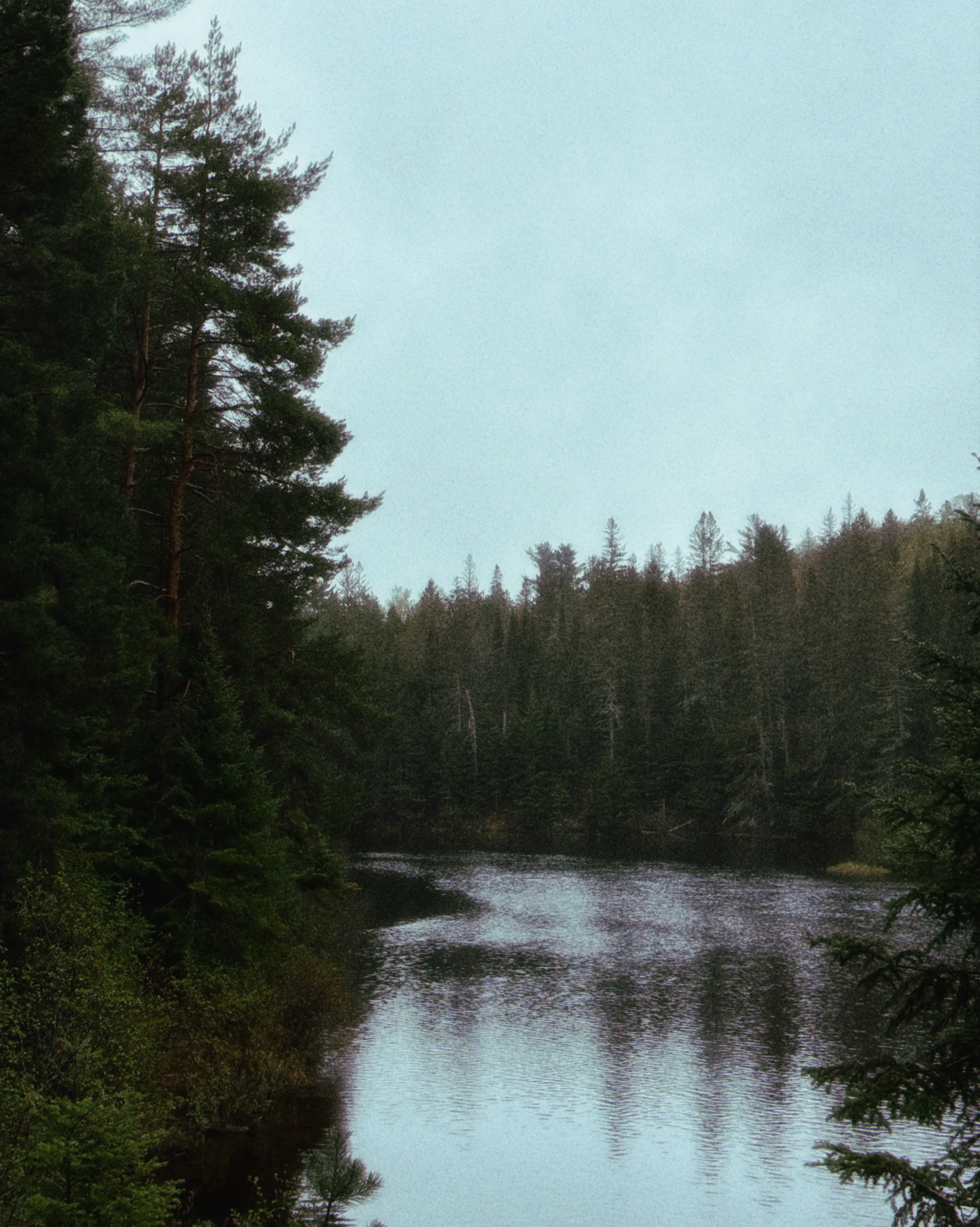 Trees